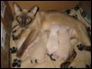 Feeding time at one week old